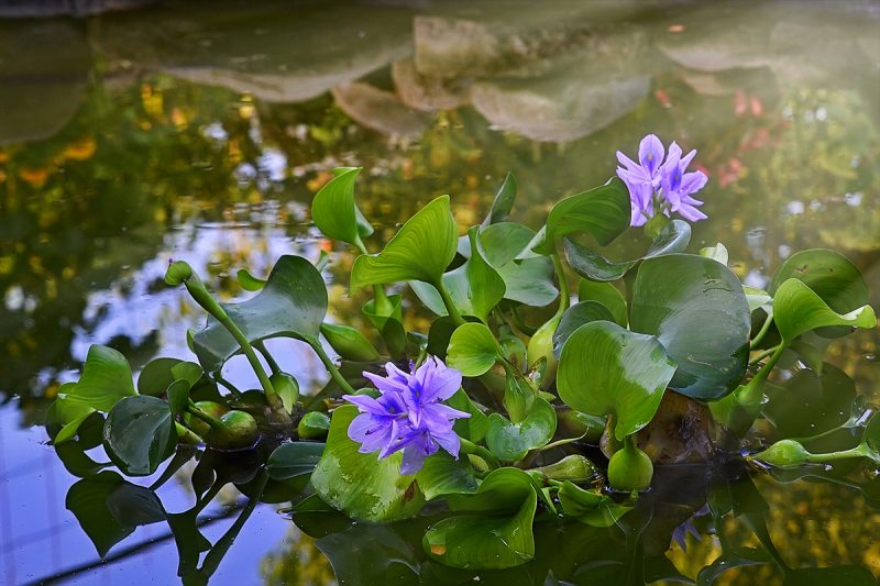 Водяной гиацинт (Эйхорния отличная) – растение для водоемов: описание, посадка и уход