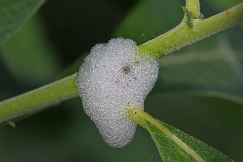 Колокольчик персиколистный (Campanula persicifolia): посадка, выращивание и уход в открытом грунте