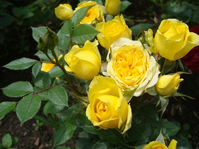 Роза Керио: описание сорта, как выглядит цветок