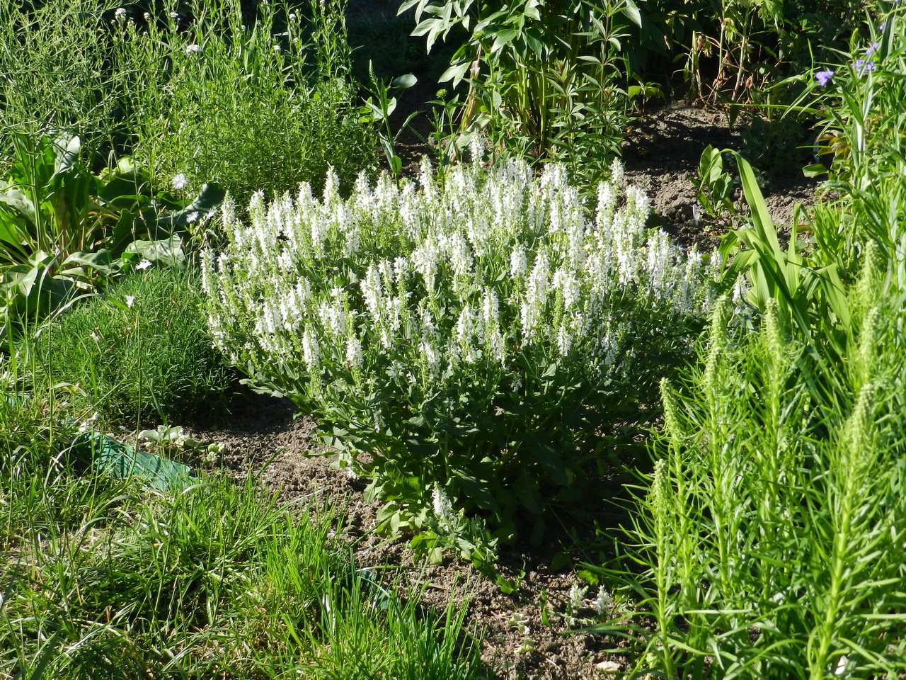 Шалфей дубравный (Salvia nemorosa): описание, лучшие сорта, посадка и уход