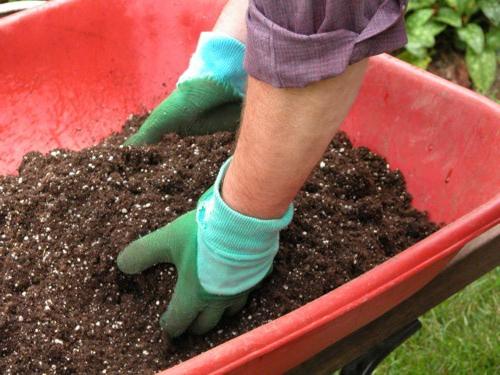 Выращивание клубники в теплице: агротехника выращивания клубники круглый год, оснащение теплицы, подходящие сорта