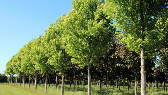Серебристый клен (Acer saccharinum): описание, посадка, выращивание и уход
