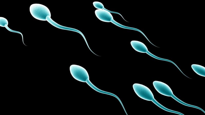 Сперматогенез: стадии и схема, нарушения и способы стимуляции выработки сперматозоидов