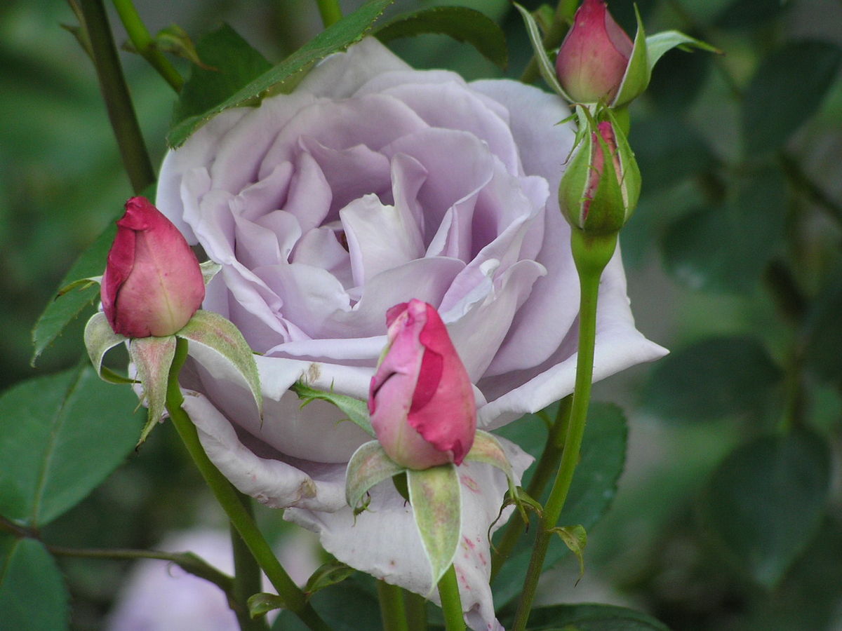 Голубая роза – существует ли, описание сорта, как вырастить плетистую розу