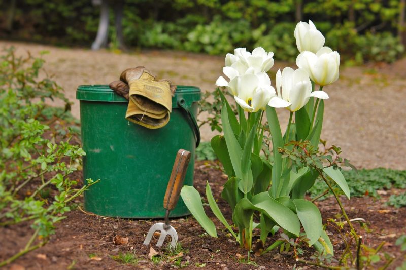 Тюльпаны: посадка и уход в открытом грунте весной и осенью