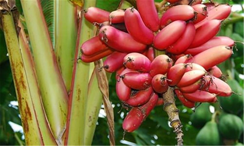 Красные бананы: существуют ли, где растут, отличие от желтых