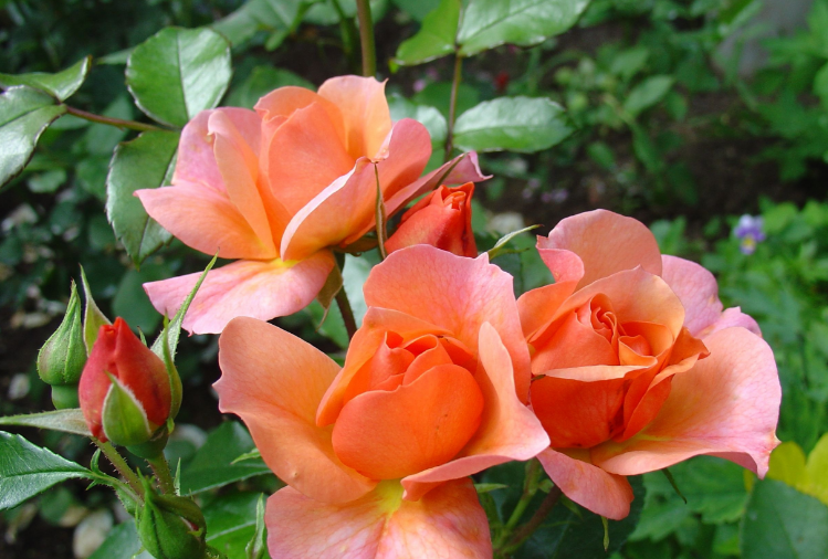 Роза флорибунда: что это такое, лучшие сорта, уход и выращивание