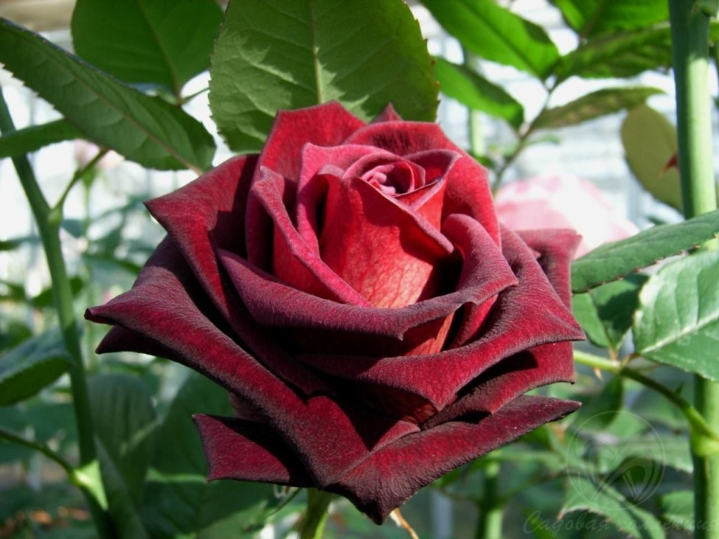Роза Блэк Баккара: описание чайно-гибридной розы, выращивание и уход