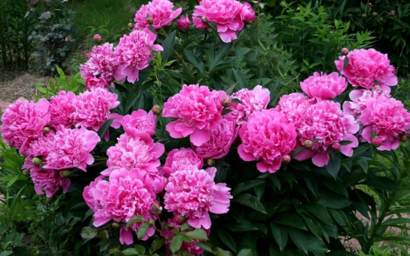 Розовые пионы: лучшие сорта с фото и названиями, особенности ухода