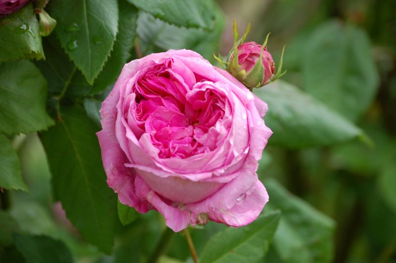 Дамасская роза (Rosa damascena): описание, сорта, посадка и уход