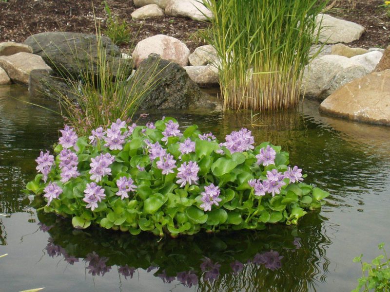 Водяной гиацинт (Эйхорния отличная) – растение для водоемов: описание, посадка и уход