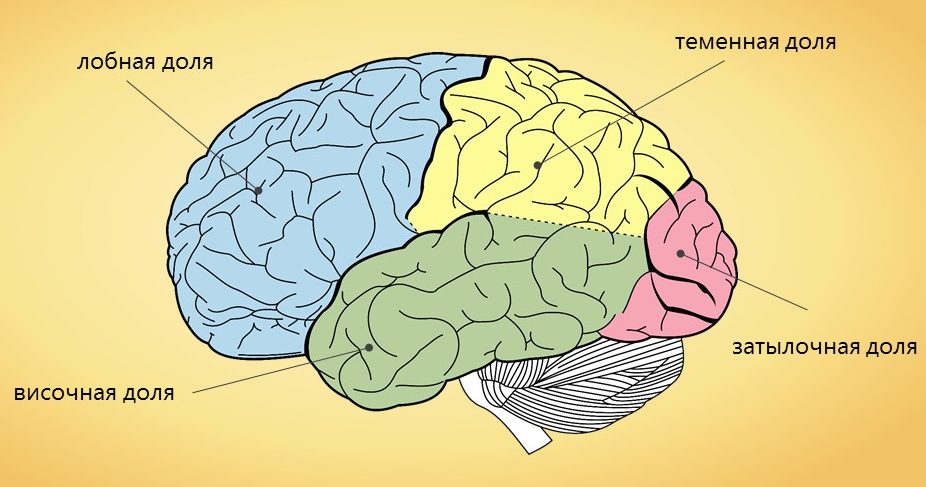 Неокортекс 🧠: что это такое у человека, за что отвечает, строение и функции новой коры головного мозга