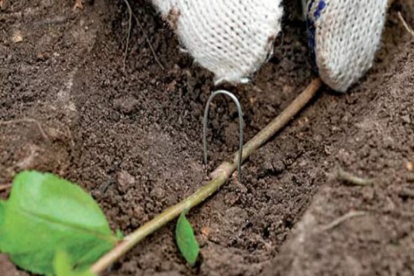 Жимолость татарская (Lonicera tatarica): описание растения, посадка и уход