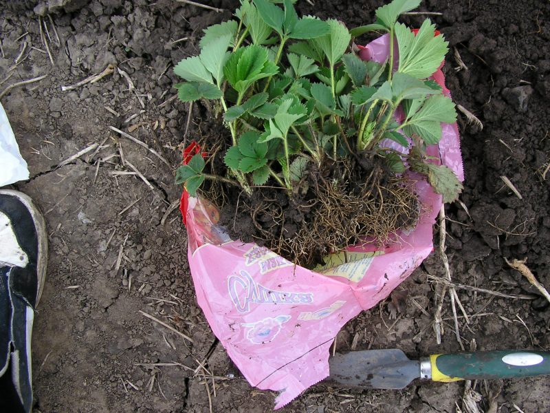 Клубника: выращивание, уход и полив в открытом грунте и в теплице
