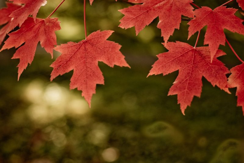 Канадский клён (сахарный, Acer saccharum): описание, использование, посадка и уход