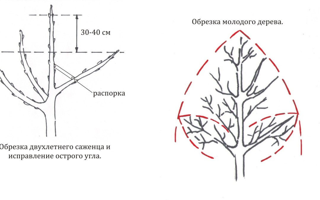 Осенняя обрезка плодовых деревьев: цели, способы и сроки