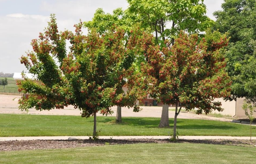 Клён татарский (Acer tataricum): описание, посадка и уход