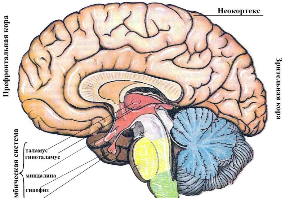 Неокортекс 🧠: что это такое у человека, за что отвечает, строение и функции новой коры головного мозга