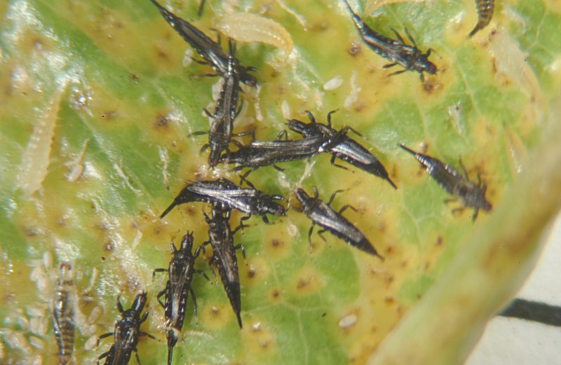 Лилейник (Hemerocallis): сорта, посадка и уход в открытом грунте