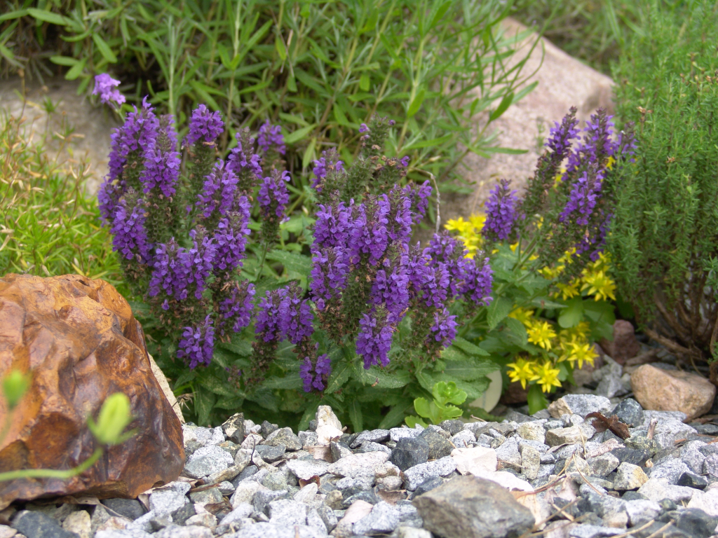Шалфей дубравный (Salvia nemorosa): описание, лучшие сорта, посадка и уход