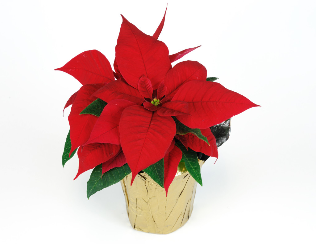 Цветок Пуансеттия Красная: как ухаживать в домашних условиях, выращивание и размножение