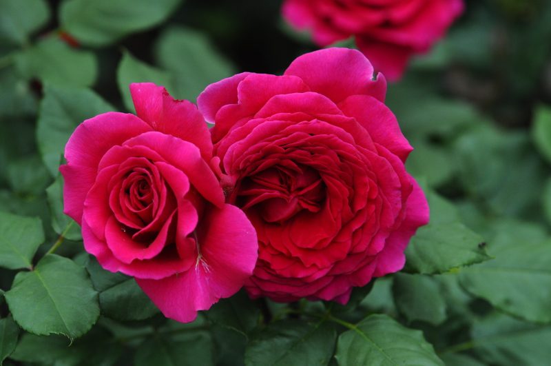 Чайно-гибридные розы: что это? Посадка, уход и выращивание чайно-гибридных роз, обрезка и укрытие на зиму