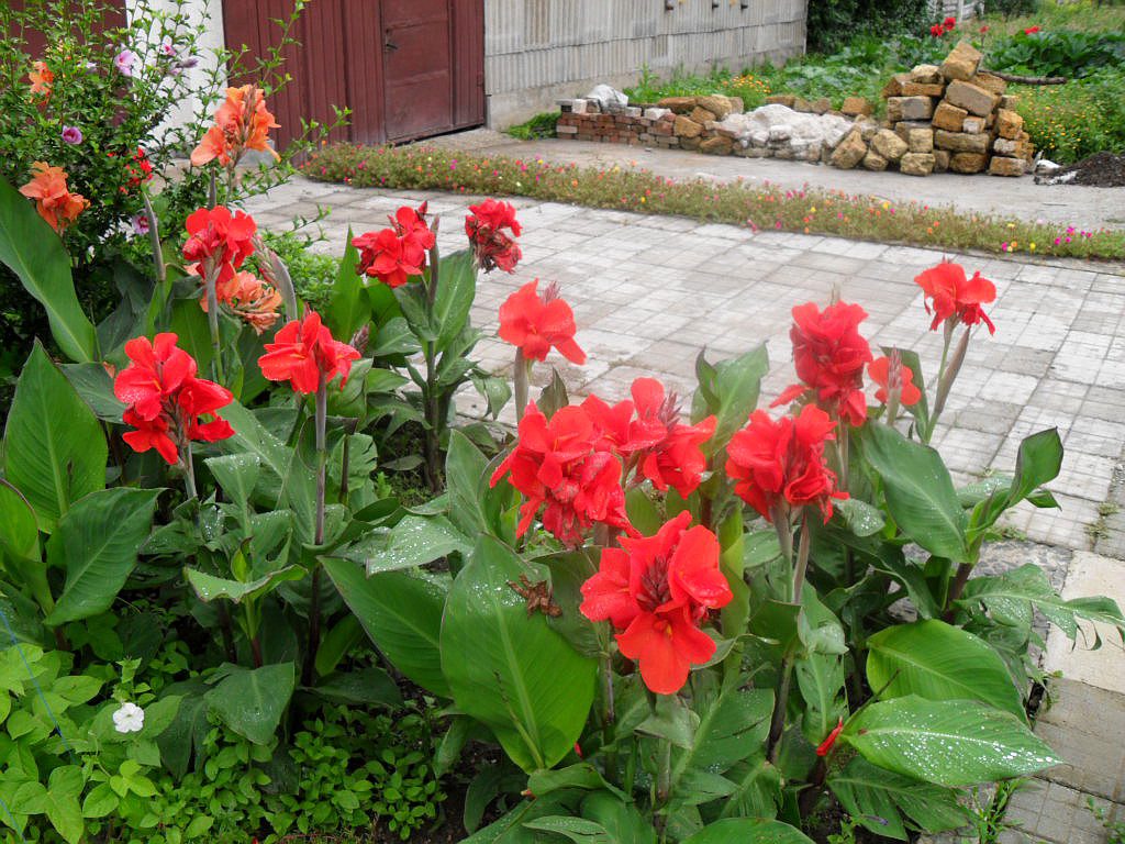 Цветок канна: выращивание в саду, посадка и уход в домашних условиях
