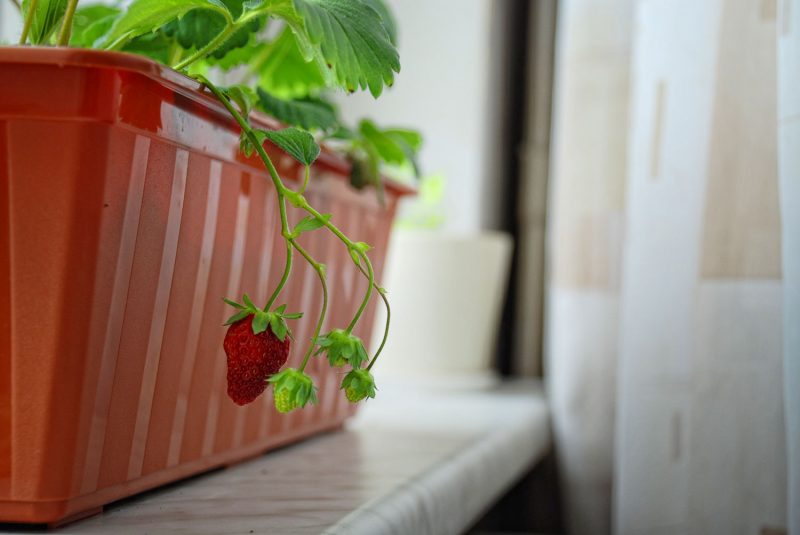 Выращивание клубники: в открытом грунте и теплице, на балконе, в трубах ПВХ в домашних условиях