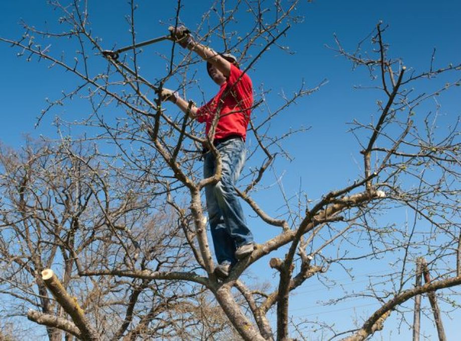 Осенняя обрезка плодовых деревьев: цели, способы и сроки