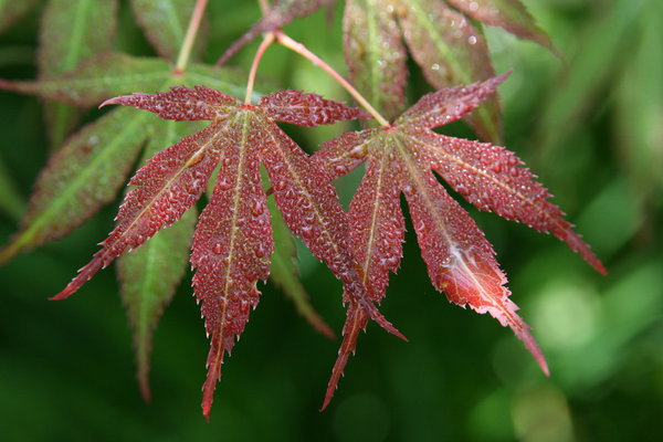 Японский клен (Acer japonicum): описание, посадка, выращивание и уход