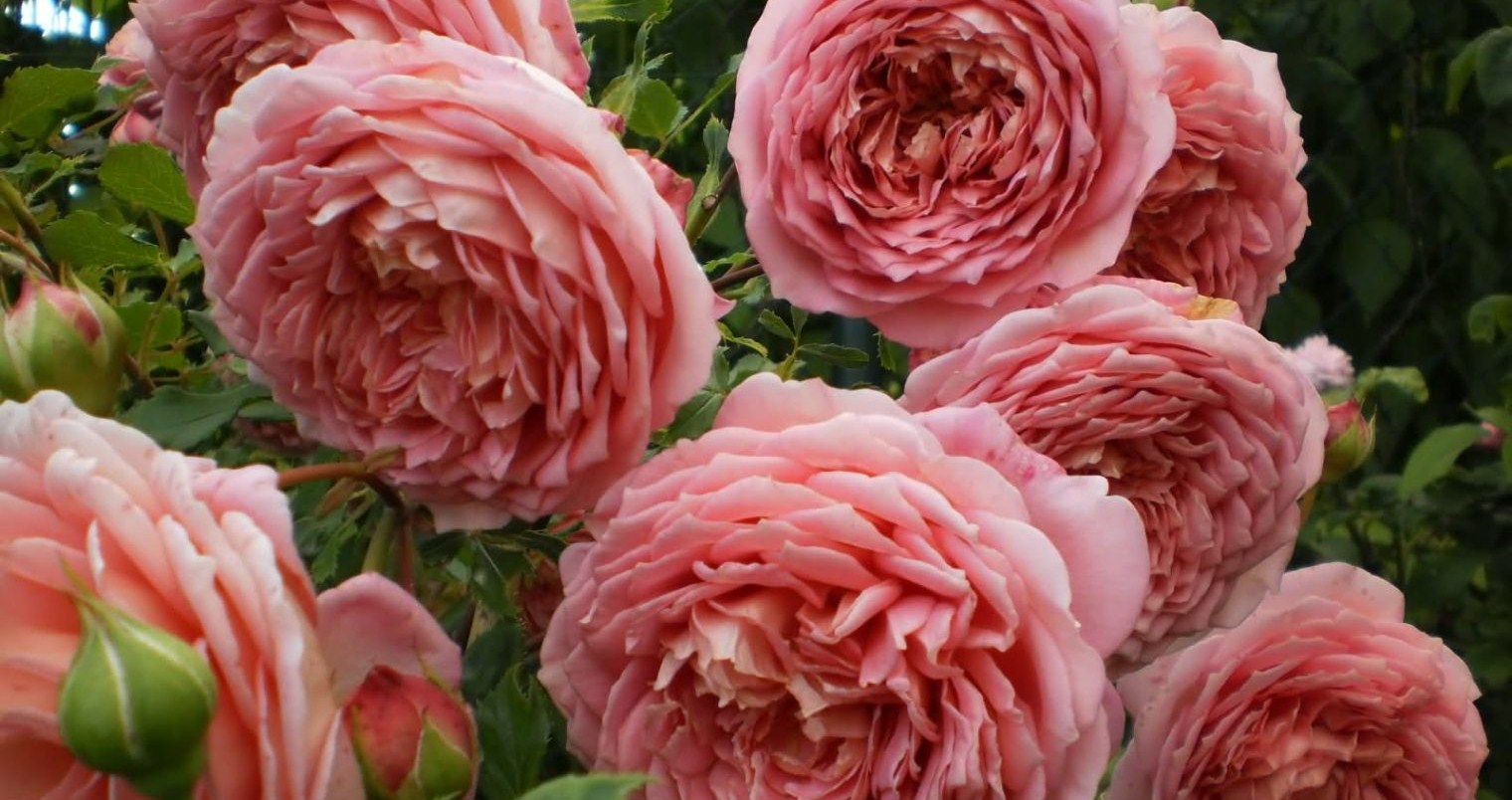Английская роза – описание сортов, уход и выращивание