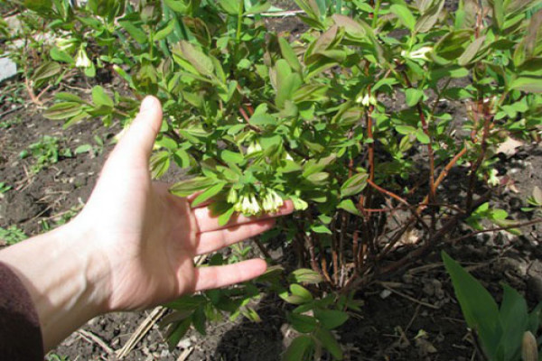 Жимолость татарская (Lonicera tatarica): описание растения, посадка и уход
