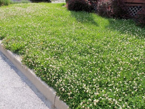 Белый клевер ползучий: как и когда сажать, сорт для газона, польза и вред для огорода