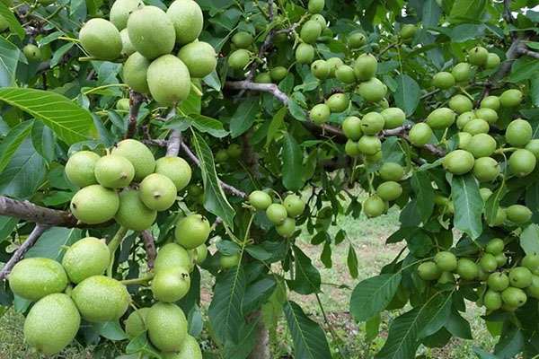 Как посадить грецкий орех из плода и саженцем: советы и рекомендации