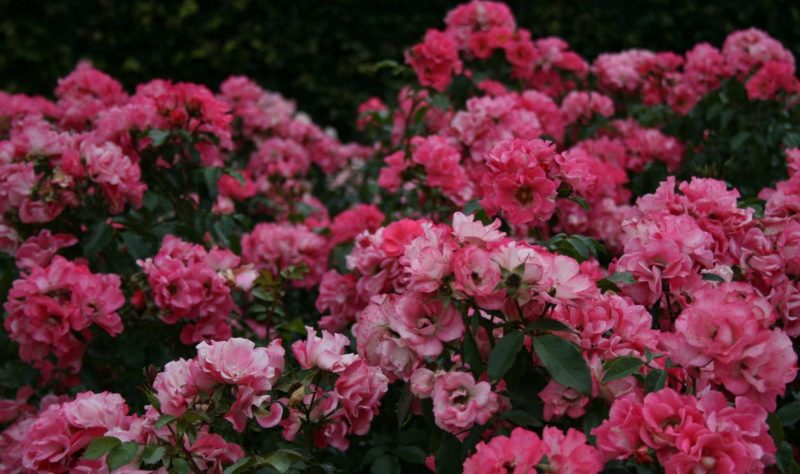 Почвопокровные розы: сорта, посадка, выращивание и уход