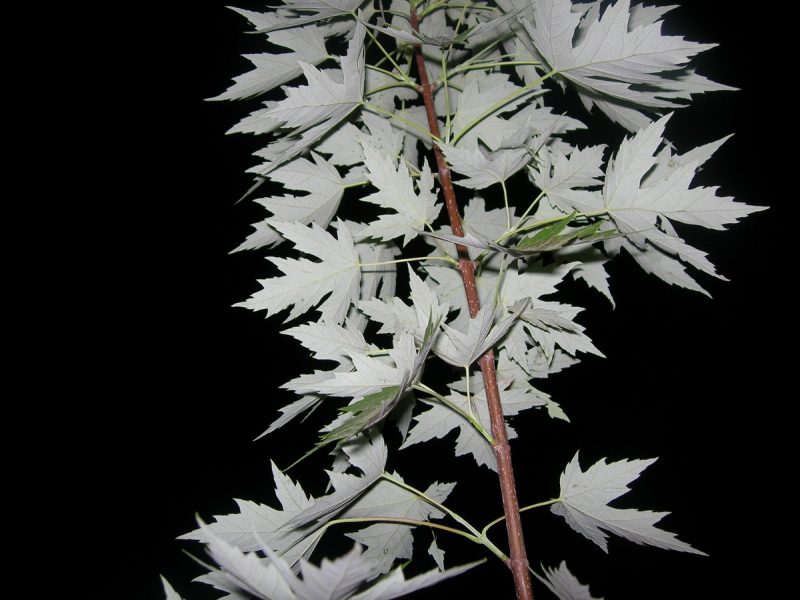Серебристый клен (Acer saccharinum): описание, посадка, выращивание и уход