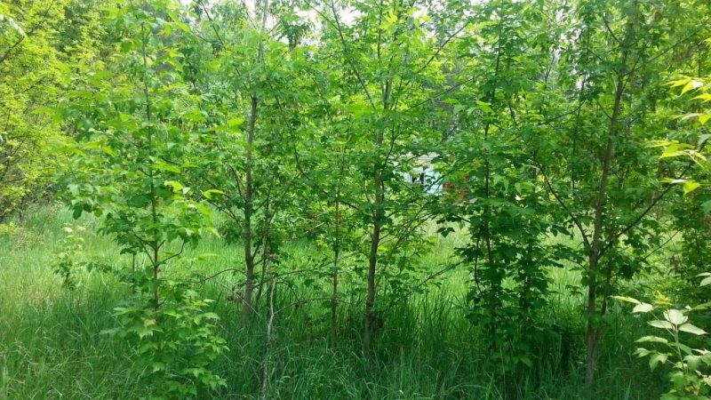 Клен ясенелистный (американский, Acer negundo): описание, использование, экологический вред, как избавиться, выращивание декоративных сортов клена ясенелистного
