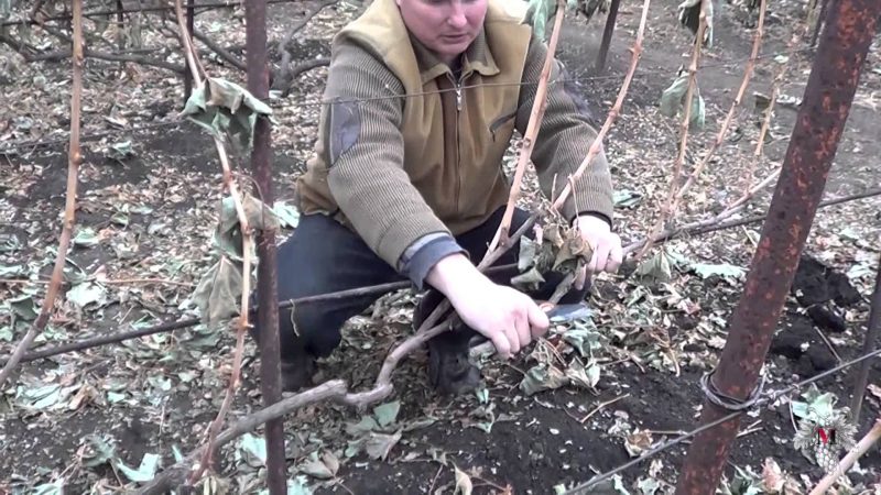Как правильно обрезать виноград осенью на зиму в средней полосе России – инструкция