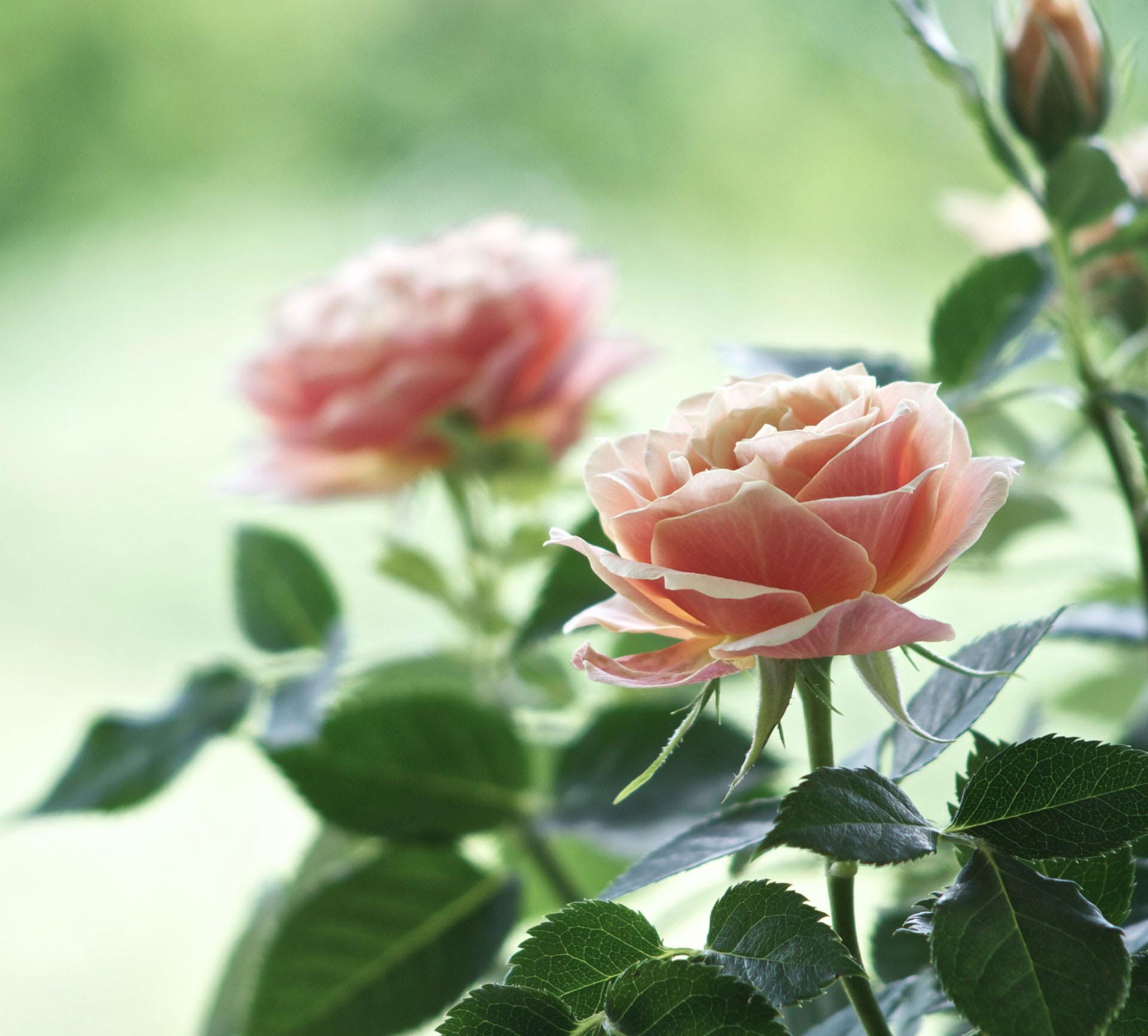 Роза Аква (Aqua): описание сорта чайно-гибридной розы, посадка и уход