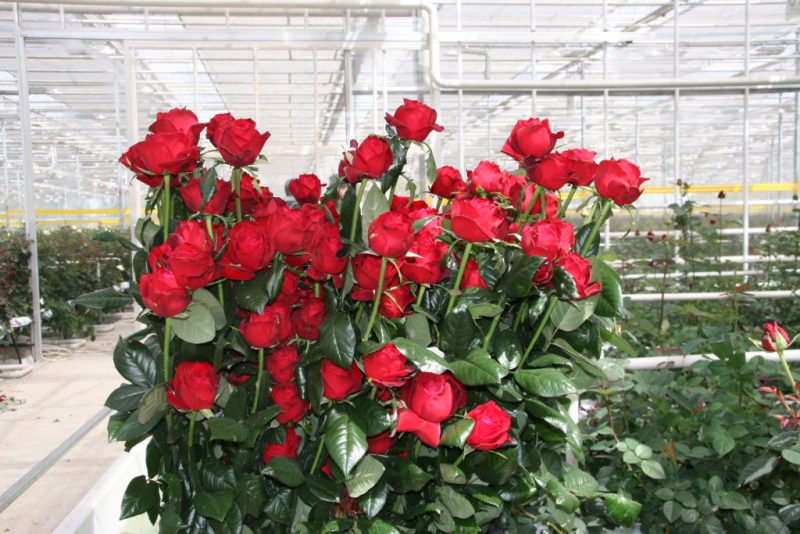 Длинные розы: как выращивать и ухаживать. Как оформить букет?