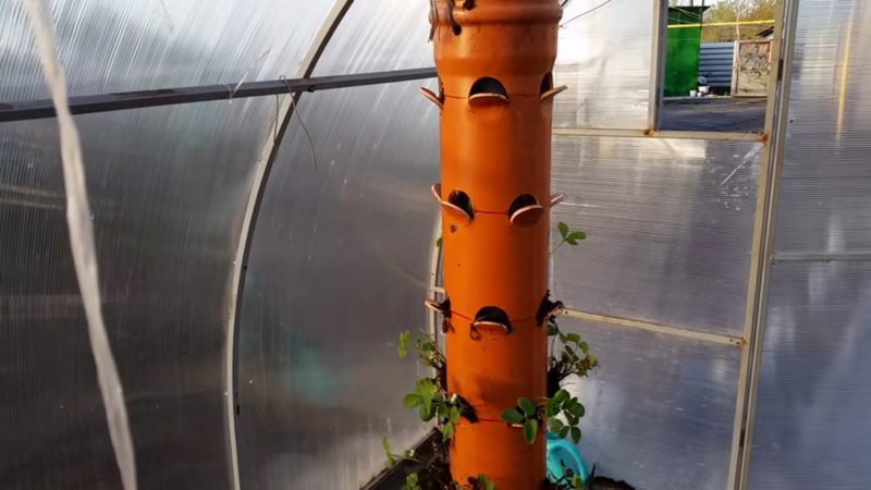 Выращивание клубники: в открытом грунте и теплице, на балконе, в трубах ПВХ в домашних условиях