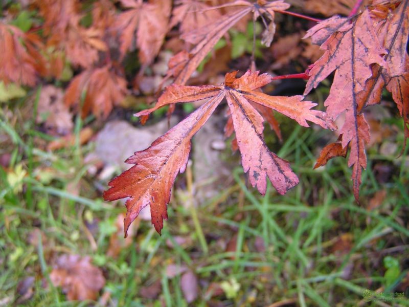 Японский клен (Acer japonicum): описание, посадка, выращивание и уход