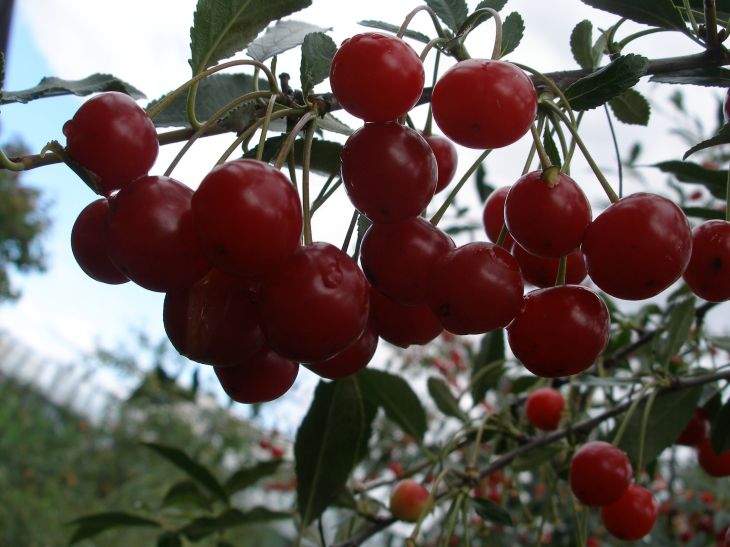 Монилиоз вишни — как лечить народными средствами