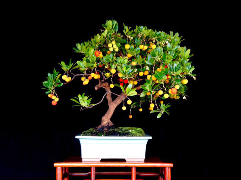 Земляничное дерево (Арбутус): описание, посадка, выращивание и уход в домашних условиях