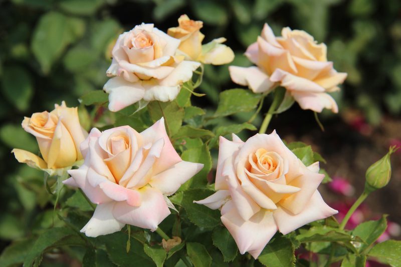Чайно-гибридная роза: описание сортов, посадка и уход