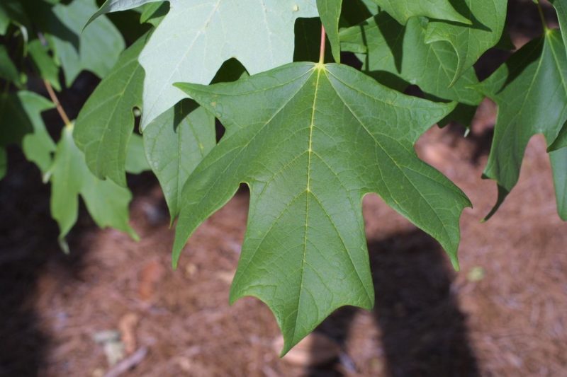 Канадский клён (сахарный, Acer saccharum): описание, использование, посадка и уход