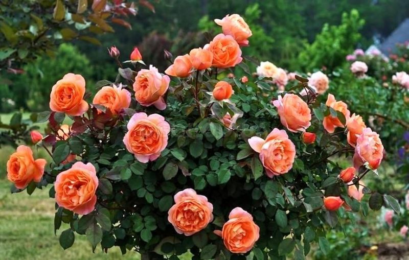 Английская роза – описание сортов, уход и выращивание