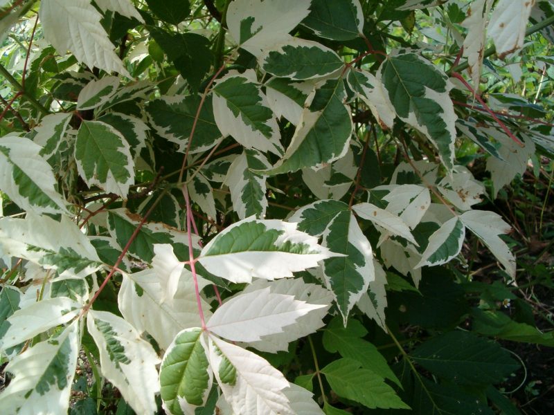 Клен ясенелистный (американский, Acer negundo): описание, использование, экологический вред, как избавиться, выращивание декоративных сортов клена ясенелистного