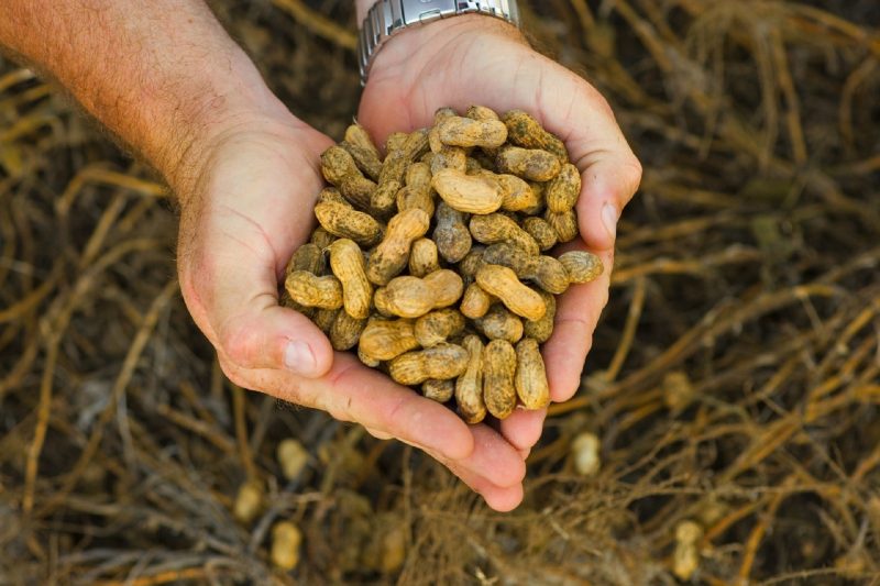 Как и где растет арахис? Выращивание земляного ореха в средней полосе России