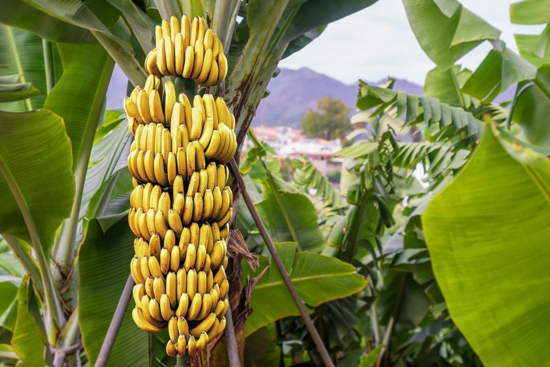 Как и где растут бананы в природе, на каком дереве и в каких странах